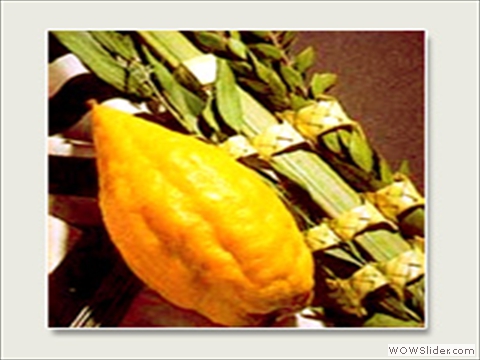 The Lulav