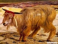 The Scapegoat